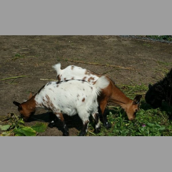 Prodám kůzlata Holandská zakrslá koza